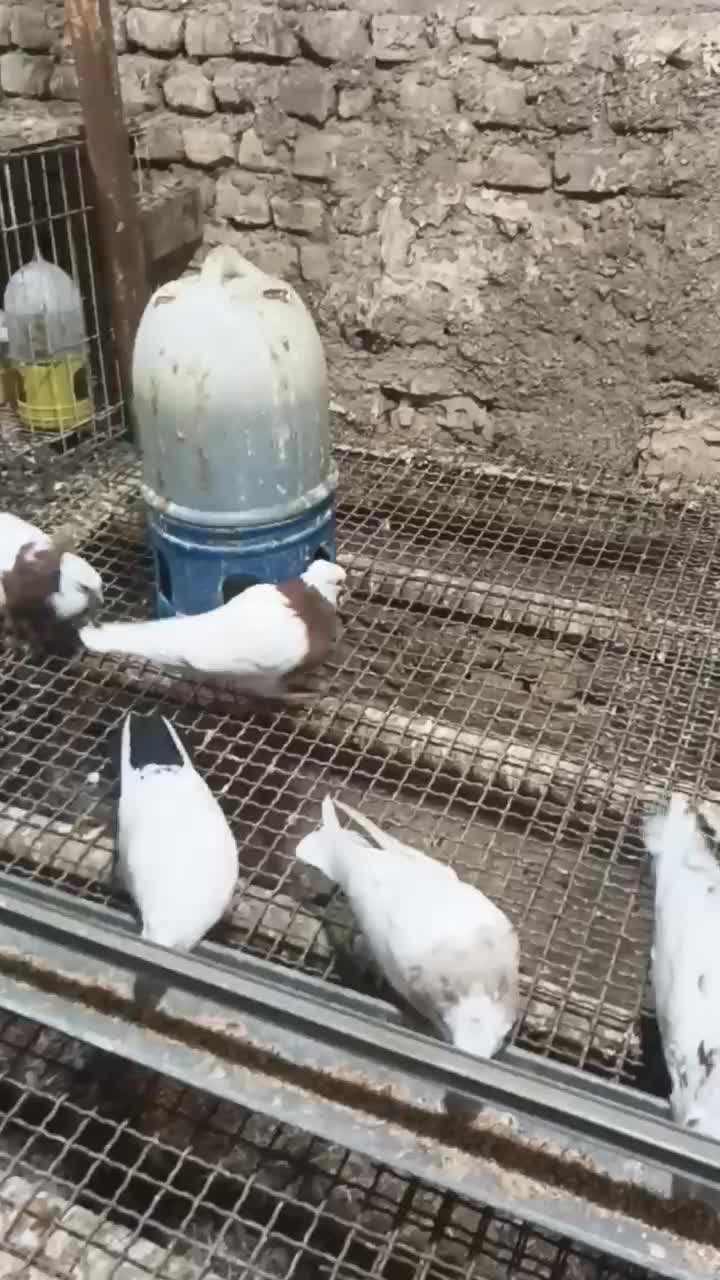 یک جفت طوق سرخ|پرنده|کرخه, |دیوار