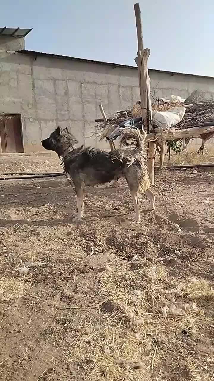 سرابی اصیل|سگ|کبودرآهنگ, |دیوار