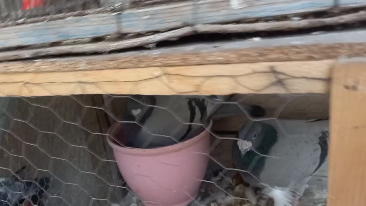 کفتر|پرنده|مشهد, موعود|دیوار