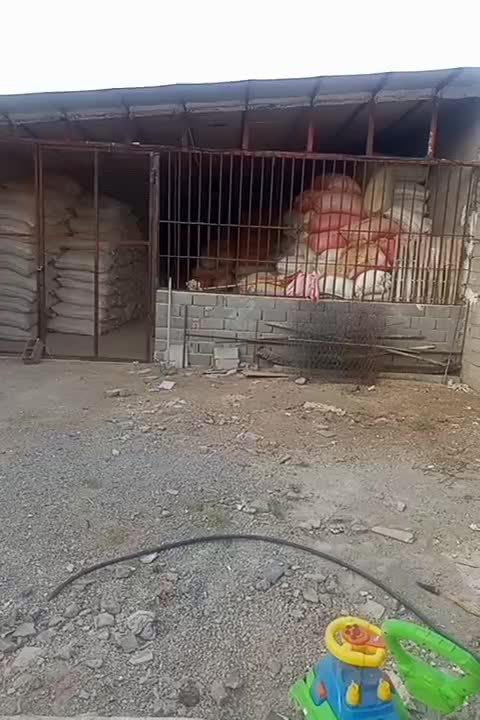 دامداری و پرواربندی گاو و گوسفند روستای بلیلوند|فروش دفتر صنعتی، کشاورزی، تجاری|خرم‌آباد, |دیوار