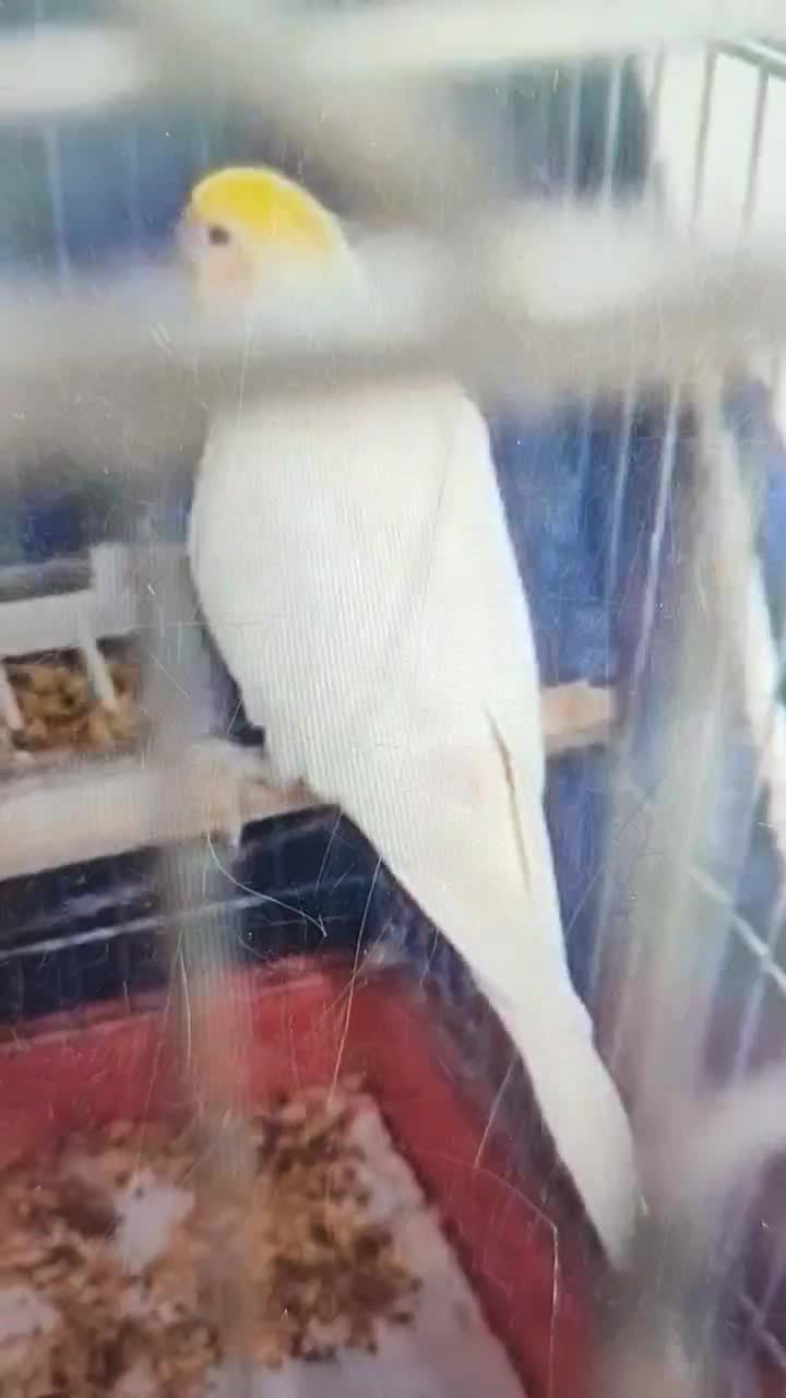 عروس هلندی لوتینو زعفرانی سخنگو|پرنده|مبارکه, |دیوار