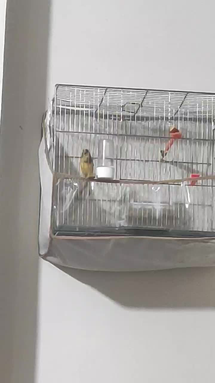 قناری مست شلاقی|پرنده|مشهد, کوی ولیعصر|دیوار