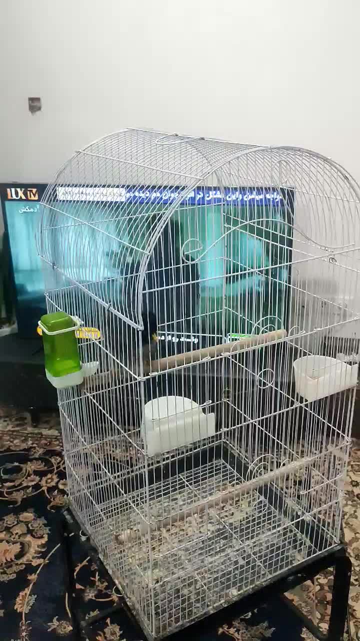 مرغ مینا درجه یک|پرنده|شیراز, شهرک گلستان|دیوار