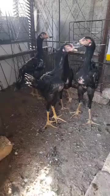 مرغ خروس لاری|حیوانات مزرعه|خاوران, |دیوار