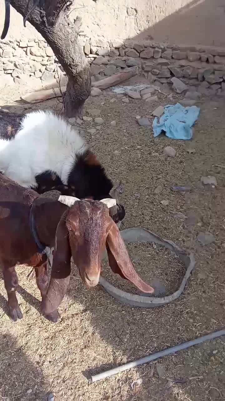 بز وبزقاله خارجی|حیوانات مزرعه|بیلوار, |دیوار