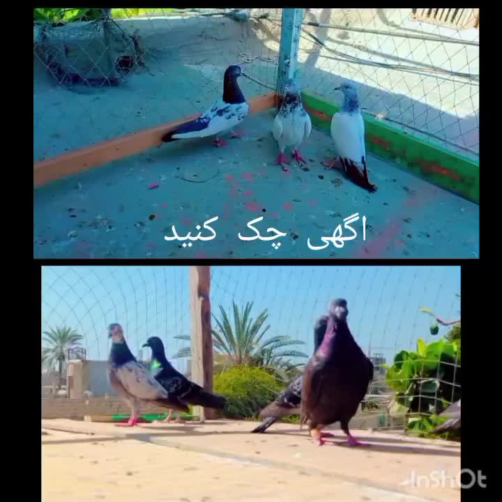 10عدد کبوتر سه پاکستانی 7تا نرپر|پرنده|چابهار, |دیوار