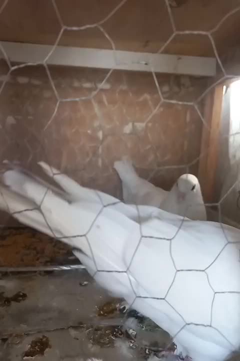 کفتر خال قرمز .یه جفت نر درشت سوسکی وسرورهردونر|پرنده|کرج, کوی گلها|دیوار