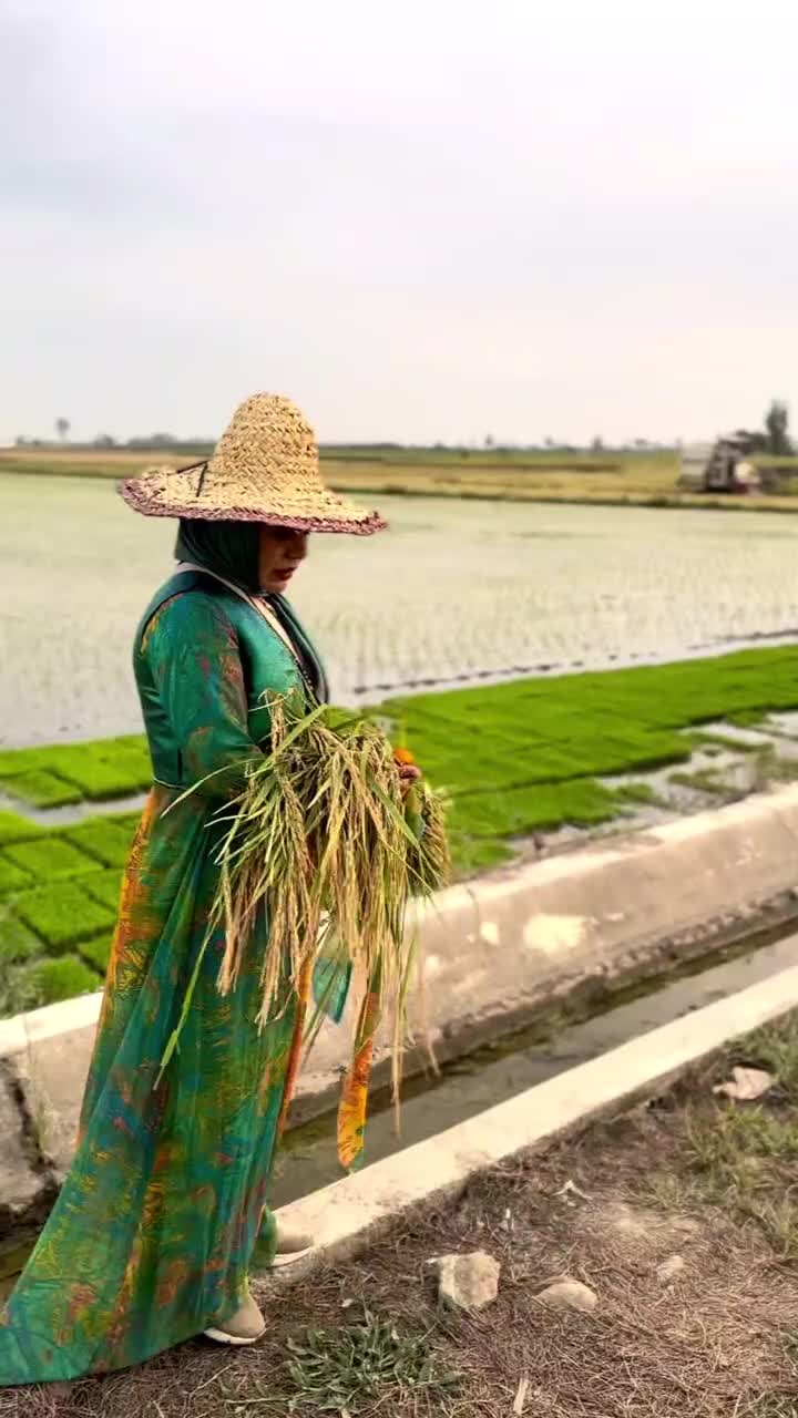 برنج ایرانی از بانوی کورد مازندران|خوردنی و آشامیدنی|کرمانشاه, |دیوار