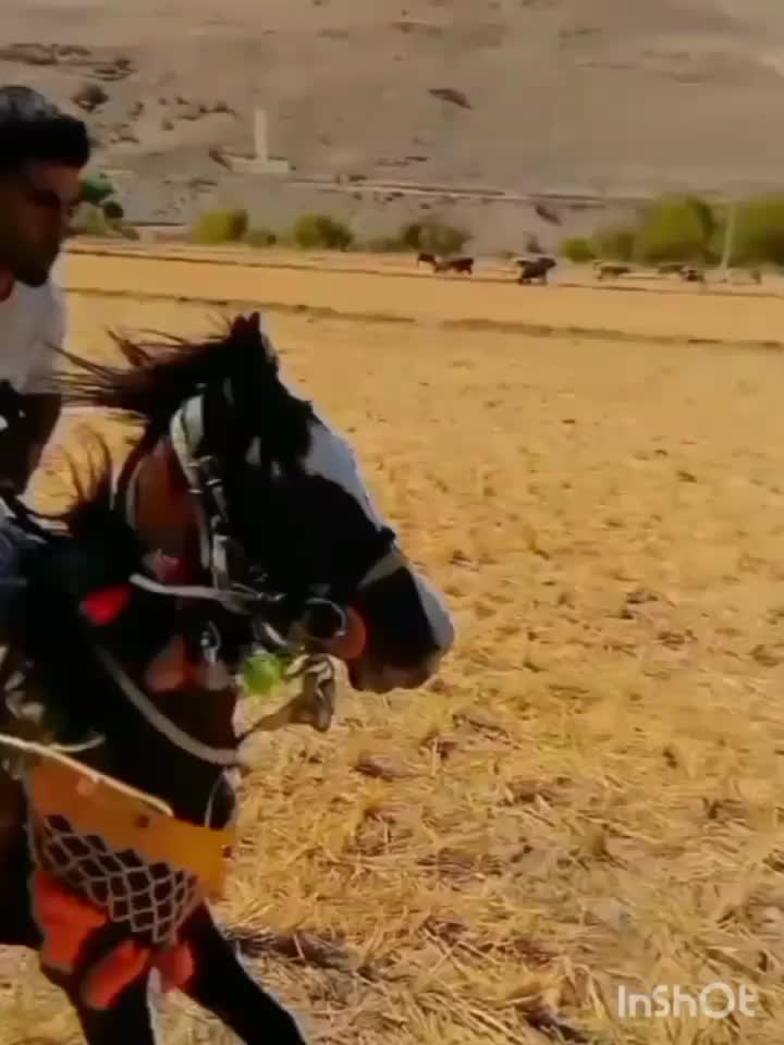 اسب نریان فروشی|اسب و تجهیزات اسب‌سواری|دورود, |دیوار