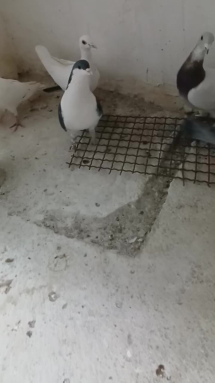 ساده نر پرشی|پرنده|بجنورد, |دیوار