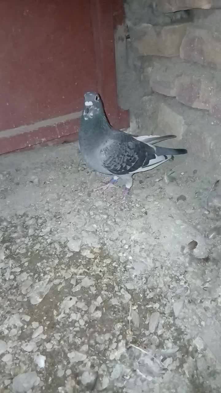 بوم ندیده|پرنده|سراوان, |دیوار