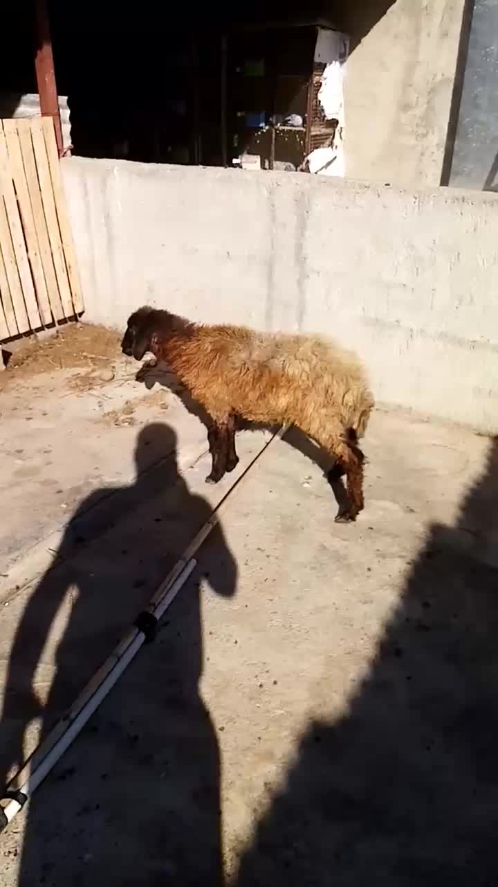 بره|حیوانات مزرعه|رامیان, |دیوار