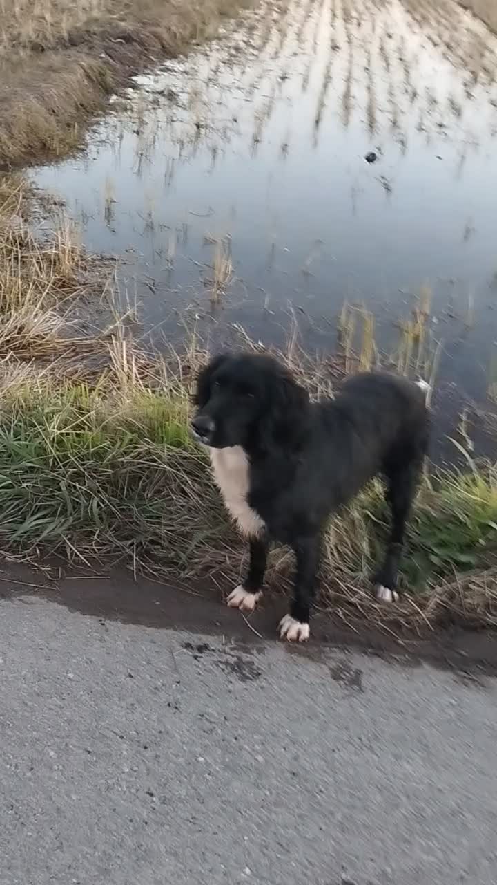 سگ شکاری|سگ|خمام, |دیوار