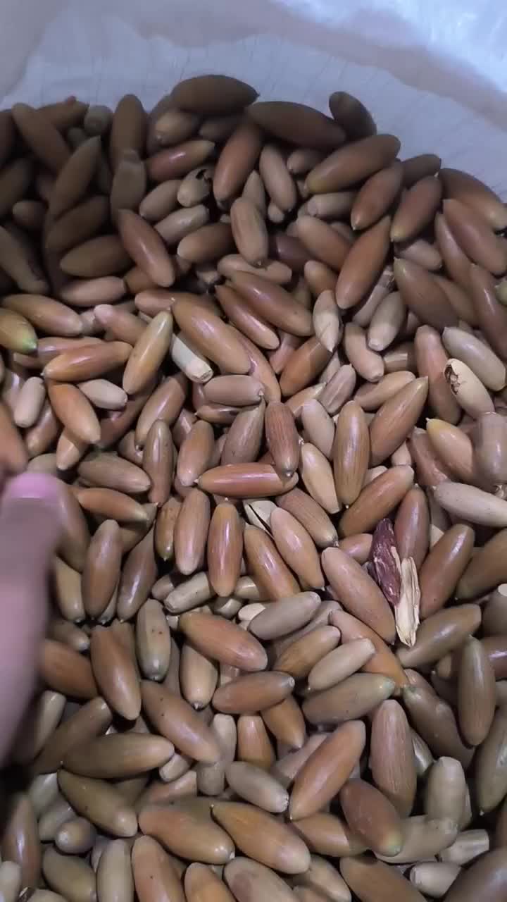 فروش عمده بلوط مازدار|عمدهفروشی|بانه, |دیوار