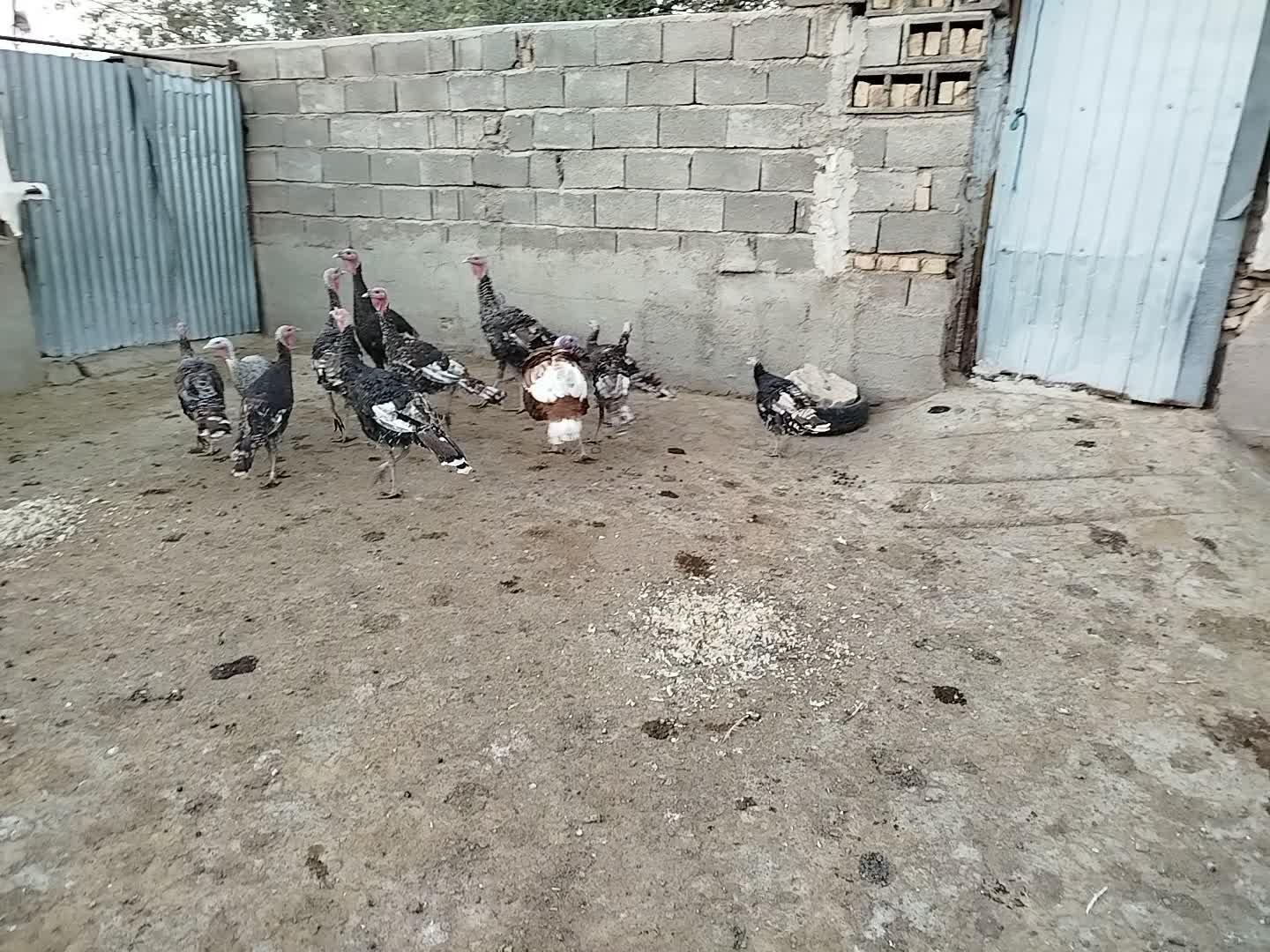 مرغ و خروس و بوقلمون|حیوانات مزرعه|گرمسار, |دیوار