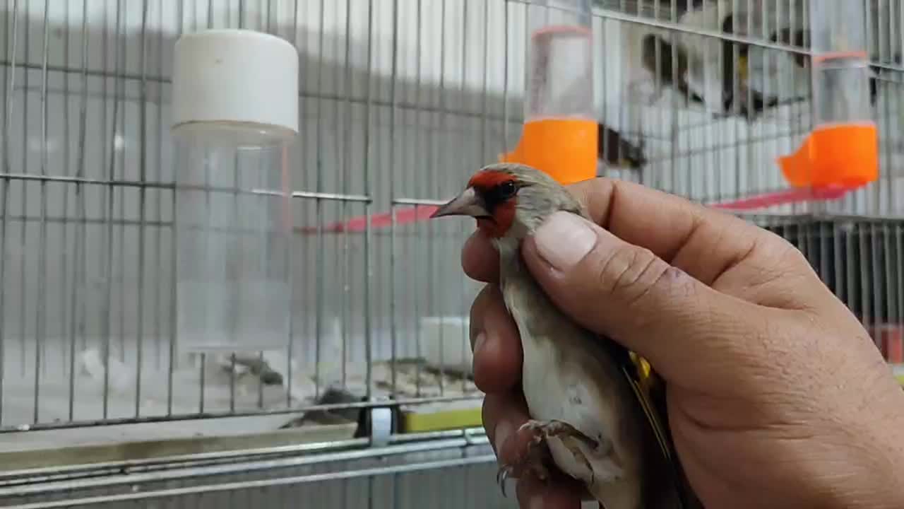 سهره سیره سره|پرنده|قم, ناصردیوان|دیوار