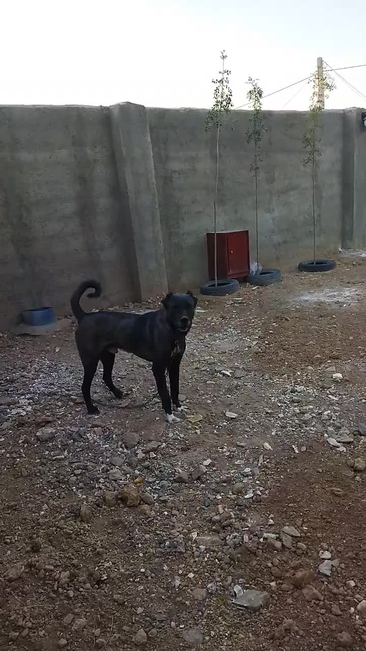 سگ.|سگ|میلاجرد, |دیوار