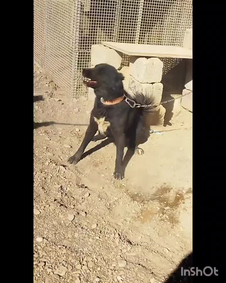 واگذاری سگ قهدریجانی|سگ|نجفآباد, جلال آباد|دیوار