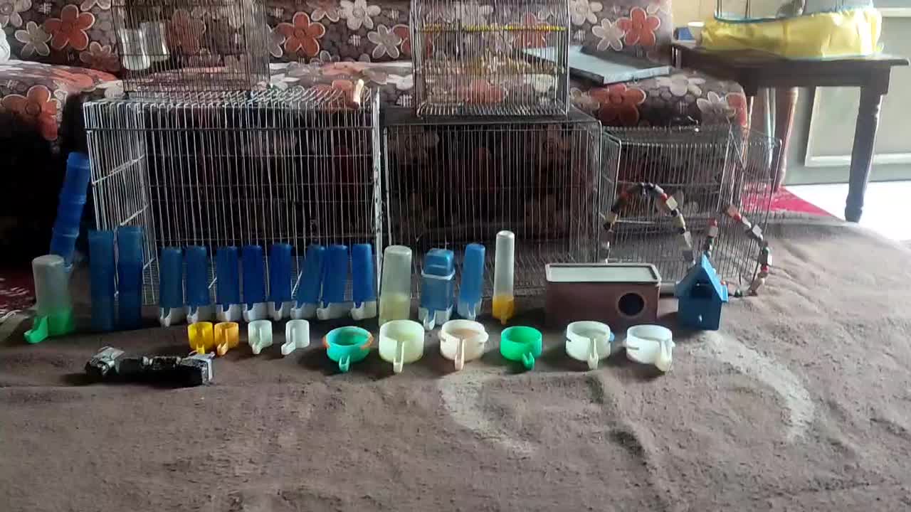 قفس سهره قناری|پرنده|شیراز, دشت چنار|دیوار