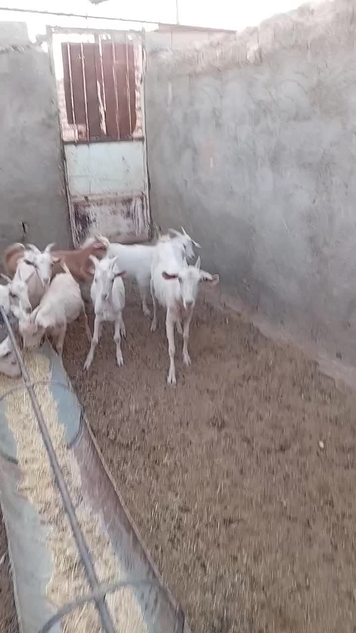 بزغاله  سانن|حیوانات مزرعه|سده (خراسان جنوبی), |دیوار