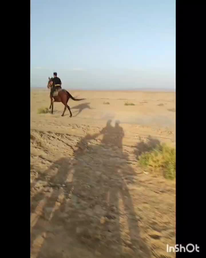 اسب|اسب و تجهیزات اسب‌سواری|جوین, |دیوار