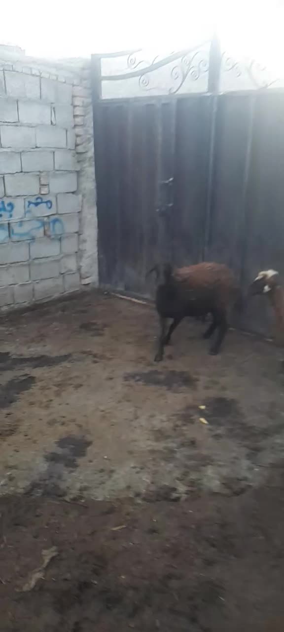 گوسفند|حیوانات مزرعه|مرند, |دیوار