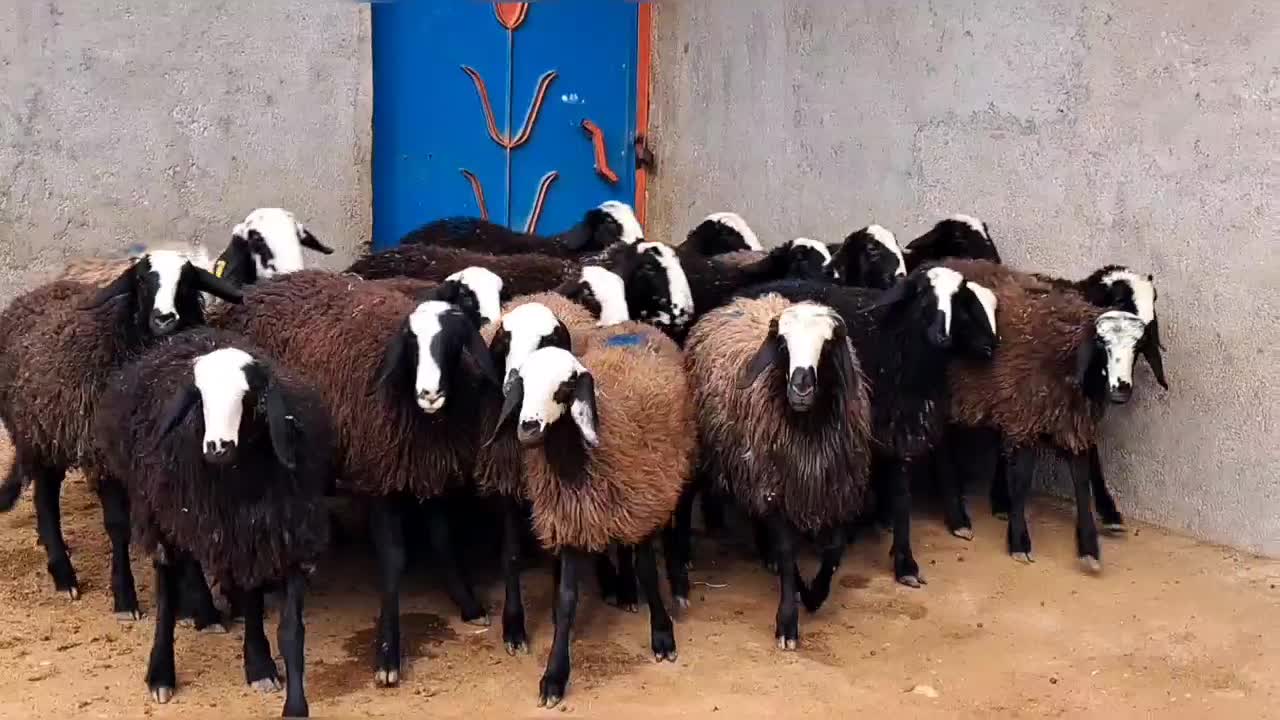 ۲۰ راس بره تقلی ماده گوسفند دوقلوزای شالی|حیوانات مزرعه|شال, |دیوار