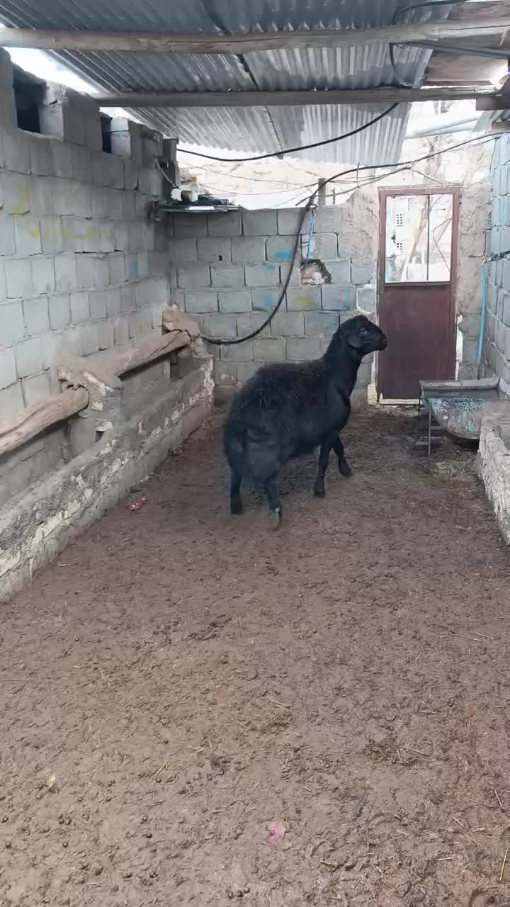 بره قوچ .شیشک .هترو همو .میش|حیوانات مزرعه|باغ بهادران, |دیوار