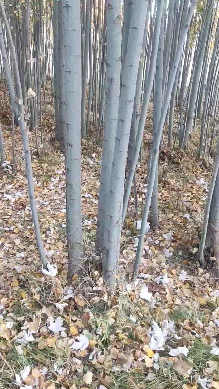 فروش چوب تر|گل و گیاه طبیعی|چنارود, |دیوار