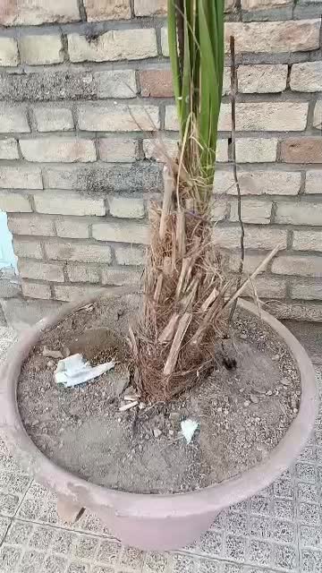 درخت نخل|گل و گیاه طبیعی|مرند, |دیوار