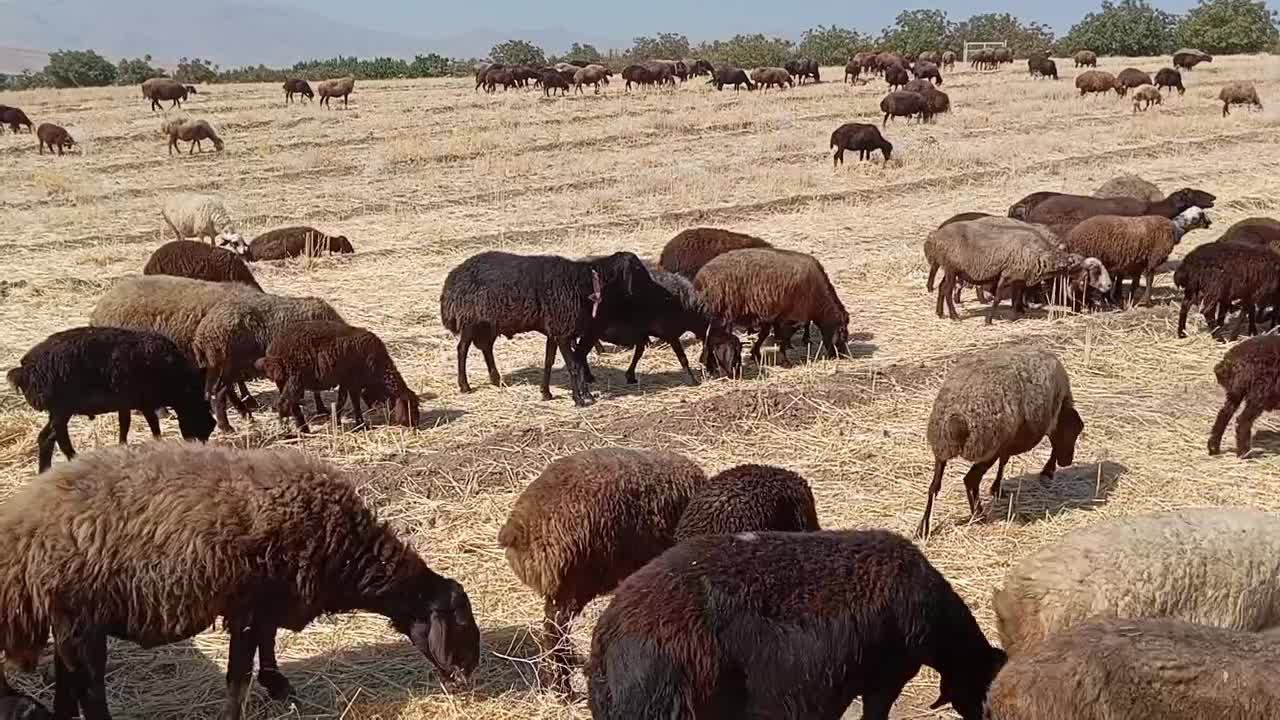قوچ|حیوانات مزرعه|نهاوند, |دیوار