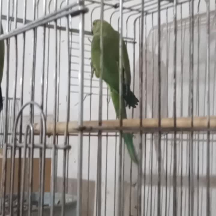 ملنگو مولد|پرنده|قم, پامنار|دیوار