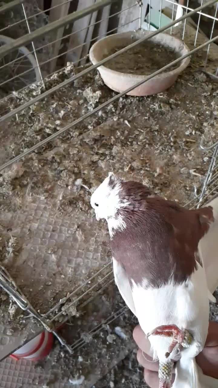 طوقی سرخ خال مشکی|پرنده|اصفهان, باغ نگاره|دیوار