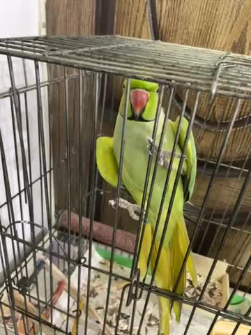 فروش طوطی خانگی سخنگو|پرنده|حمیدیا, |دیوار