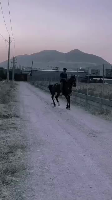 اسب نریان|اسب و تجهیزات اسب‌سواری|سپیدان, |دیوار