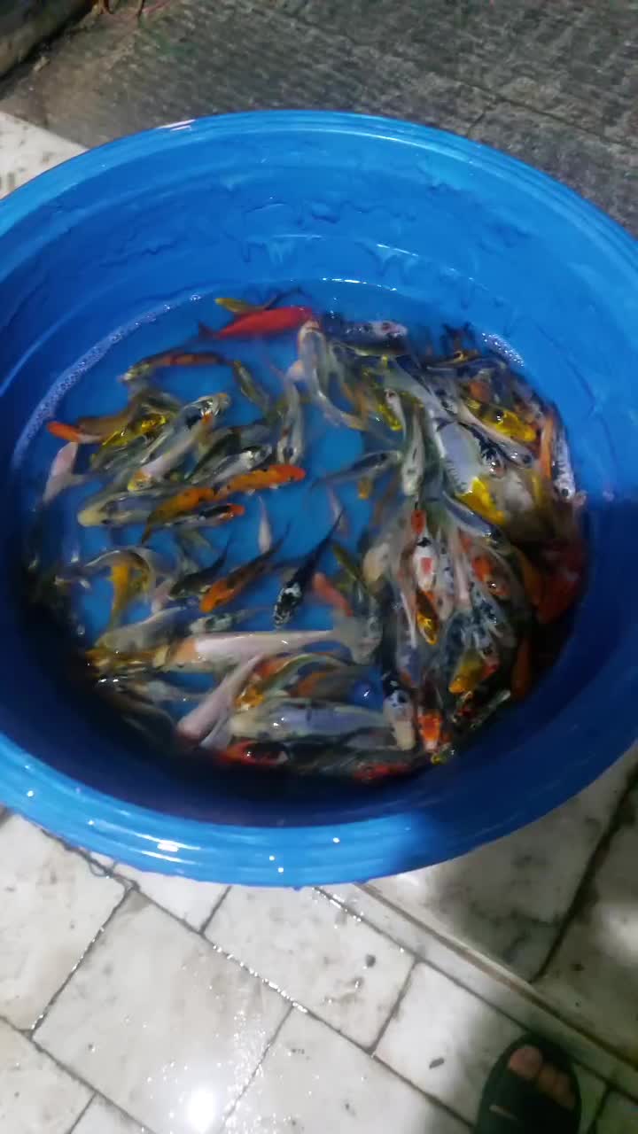 ماهی کوی دو تا پنج بند|ماهی|اصفهان, کارلادان|دیوار