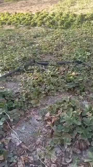 نشا پاروس|گل و گیاه طبیعی|سروآباد, |دیوار