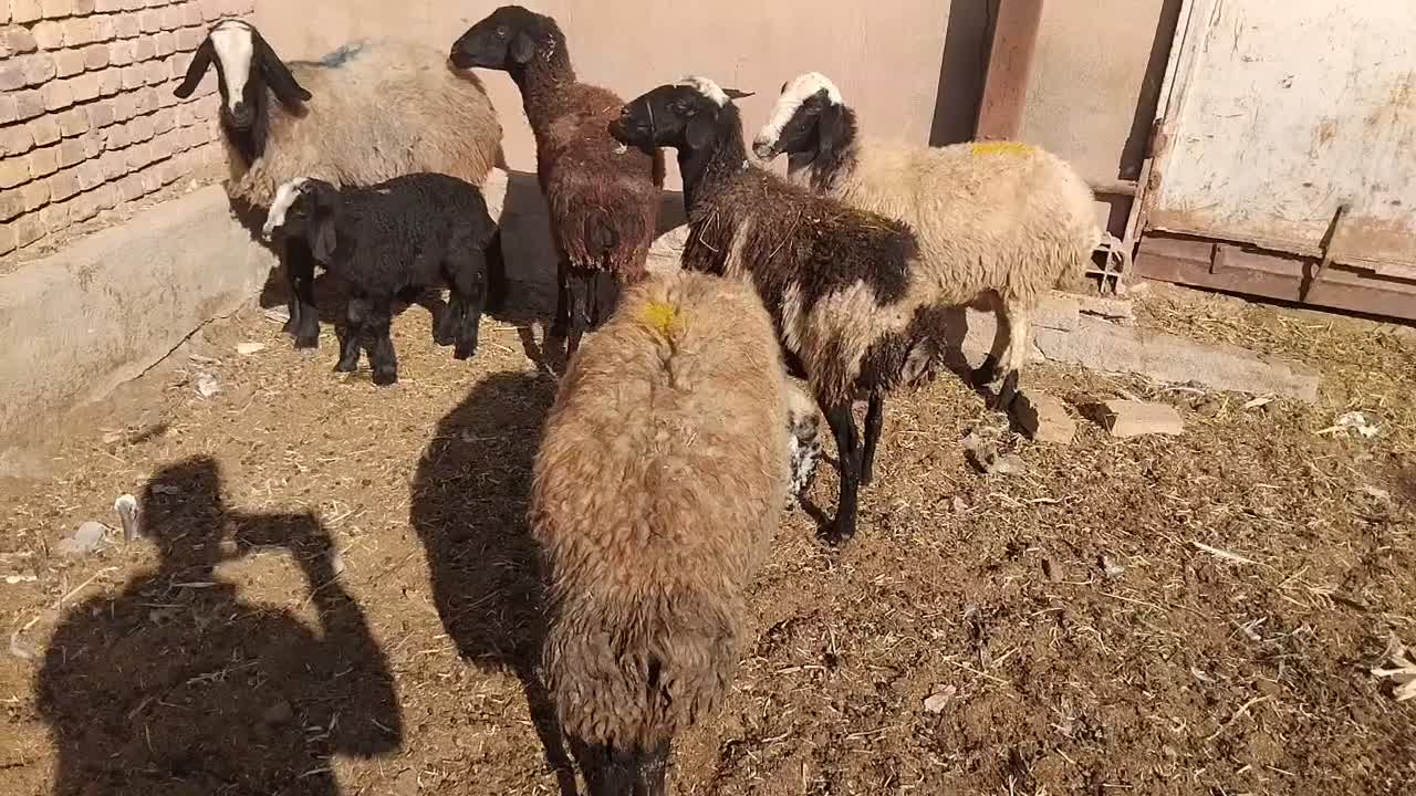 گوسفند ابستن|حیوانات مزرعه|دشتابی, |دیوار