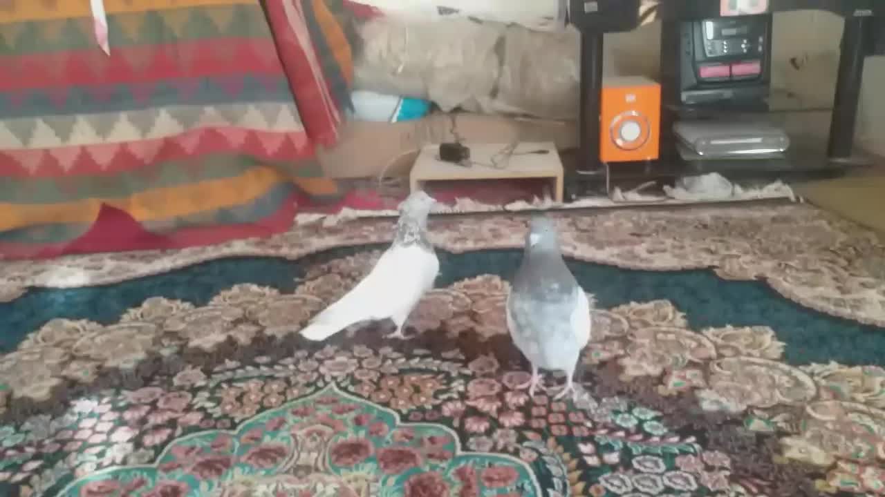 جفت کبوتر کله الماسی|پرنده|سمیرم, |دیوار