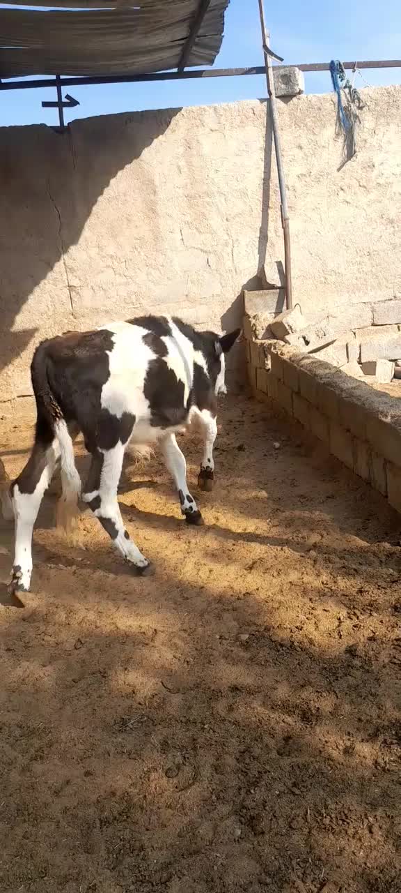 ۱۱ .راس .گوساله.نر|حیوانات مزرعه|شیراز, درکی|دیوار