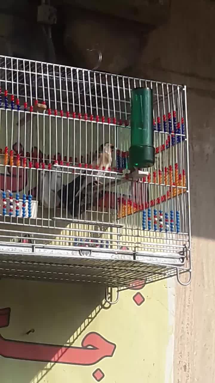 سهره|پرنده|قم, شاه ابراهیم|دیوار