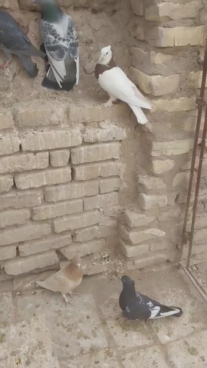 تعدادی کفتر رنگی تخم جوجه ای گمشده|حیوانات|رفسنجان, |دیوار