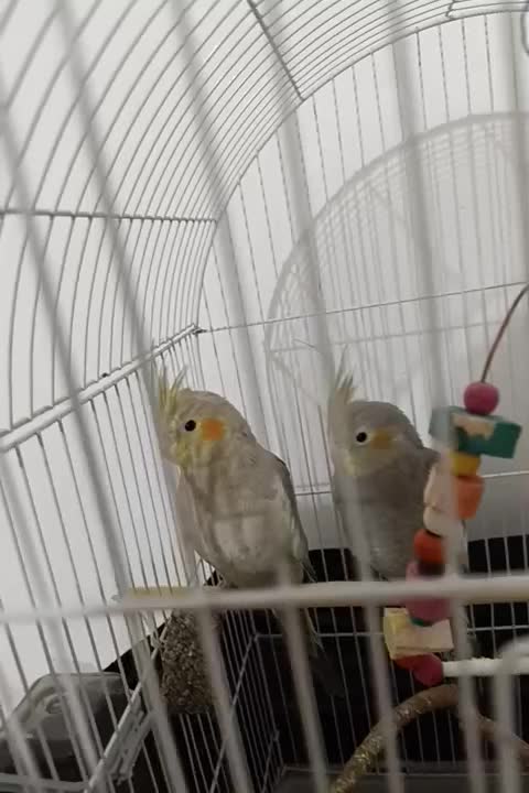 عروس هلندی|پرنده|اهواز, پردیس|دیوار