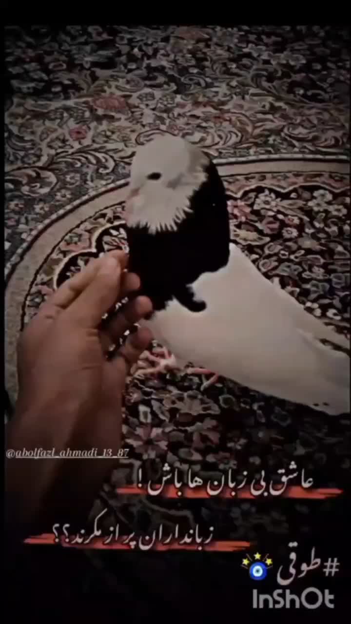 طوقی|پرنده|کرمان, |دیوار