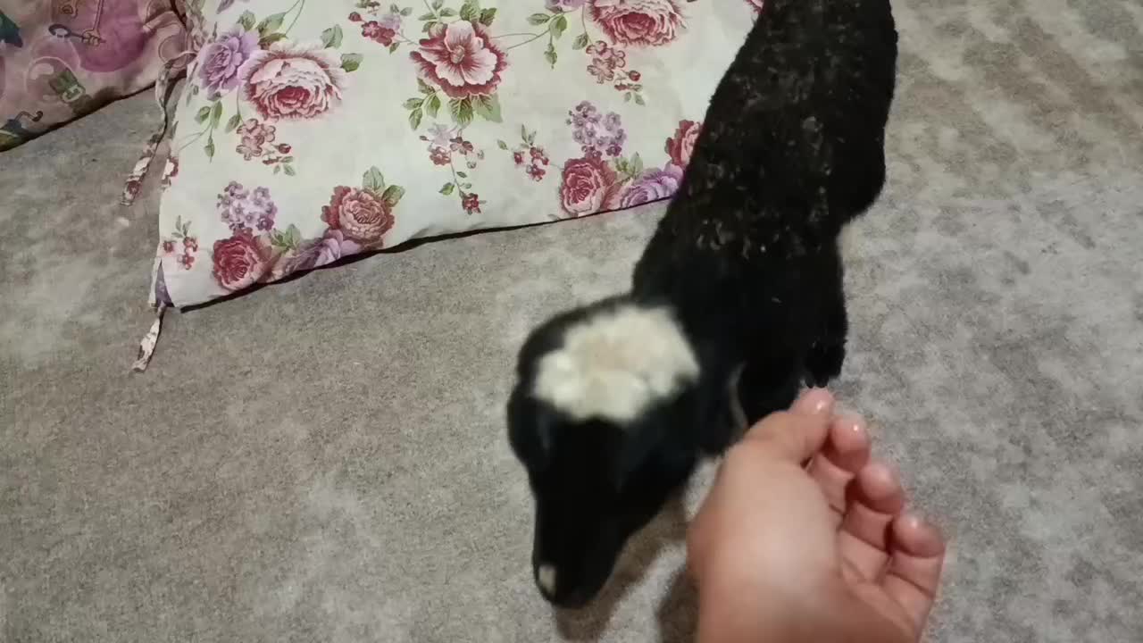 فروش بره شیری|حیوانات مزرعه|خورموج, |دیوار