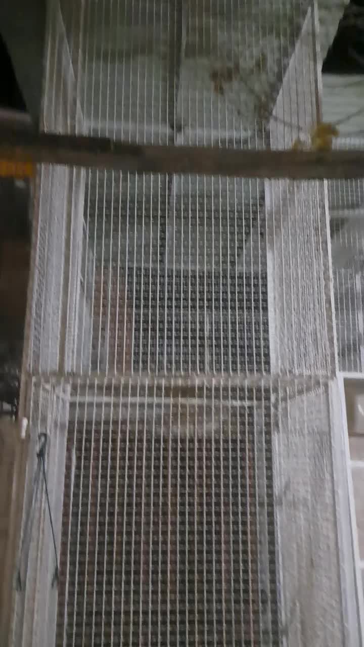 قفس|لوازم جانبی حیوانات|کرمان, |دیوار