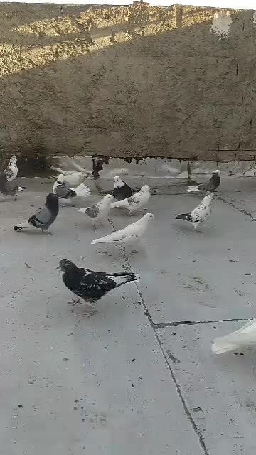 کبوتر کفتر گرو تضمینی|پرنده|خمینیشهر, |دیوار