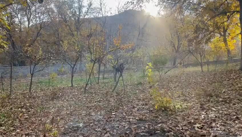 اسب ترکمن|اسب و تجهیزات اسب‌سواری|فیروزکوه, |دیوار