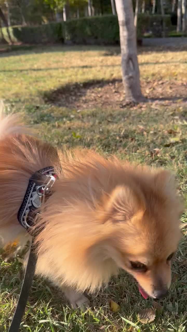 گمشده|حیوانات|اصفهان, سرشبادران|دیوار