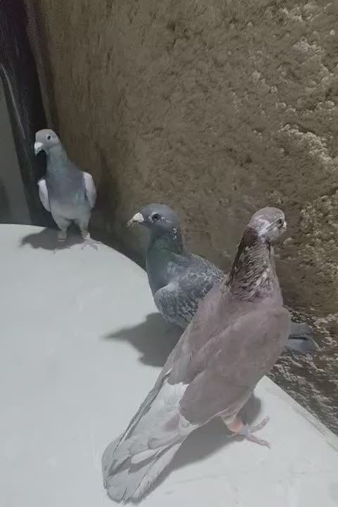 کفتر پلاکی|پرنده|شیراز, کاراندیش|دیوار